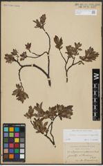 Foto von Salix arbuscula L. x Salix lapponum L.